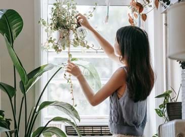 Woman hanging plants in her sunny window 